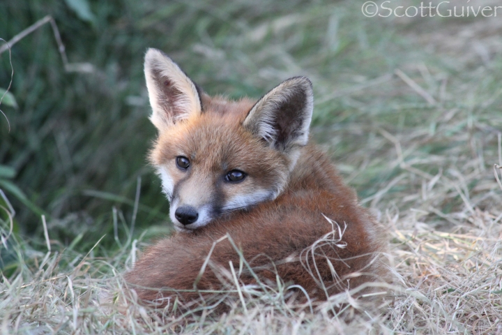 Fox cub by Scott Guiver